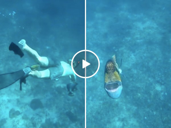 An aggressive fish attack while snorkelling is pretty damn scary (Video)